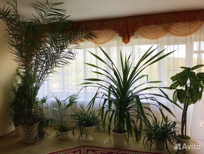 Пышный ухоженный панданус (винтовая пальма)