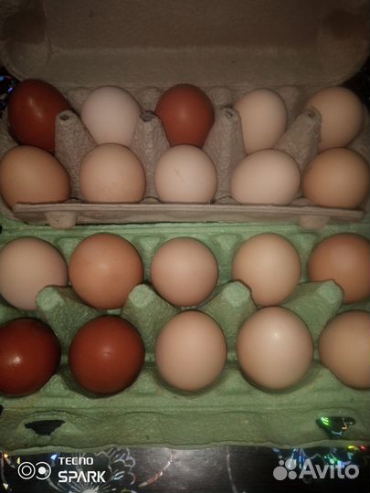 Домашние куриные и перепелинные яйца