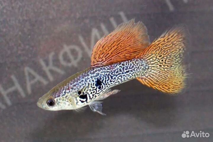 Гуппи породистые