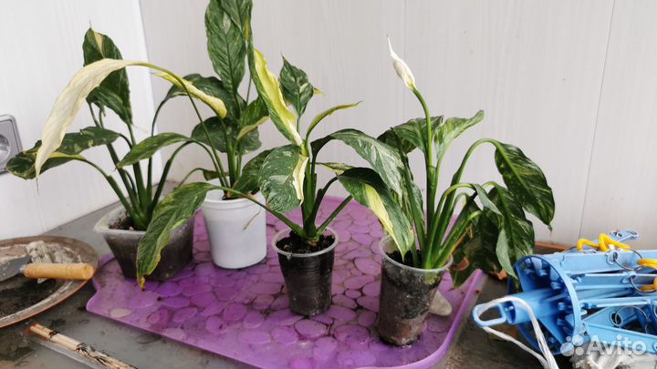 Комнатные растения