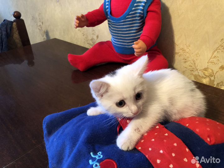 Белый котенок девочка