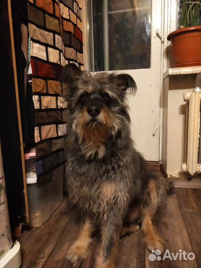 В добрые руки