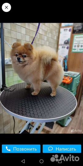 Померанский шпиц