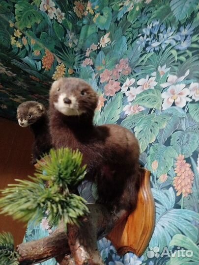 Хорек чучело