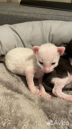 Корниш-рекс котята