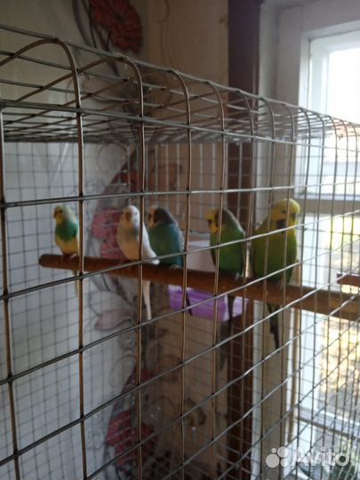 Волнистые попугаи с вольером