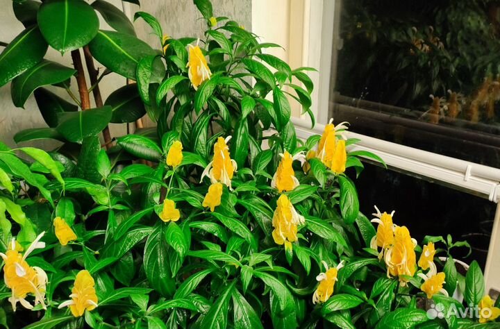 Пахистахис - цветущий экзот от ростков до кустов