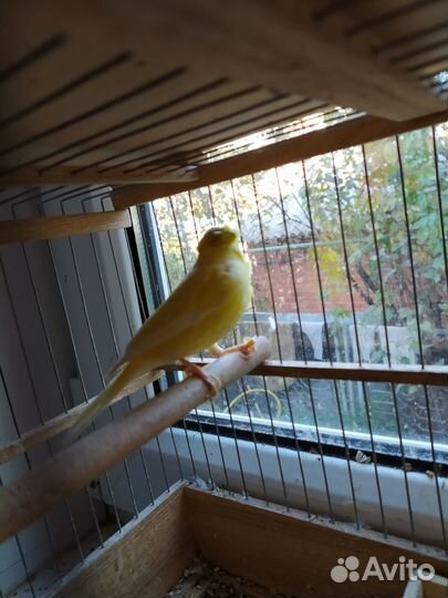 Кенара и канарейки