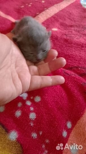 Котята британцы