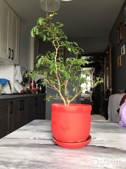 Бирючина обыкновенная