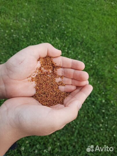 Семена белого клевера