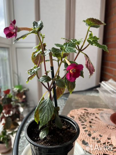 Ахименесы Last Dawn/ Герань ампельная