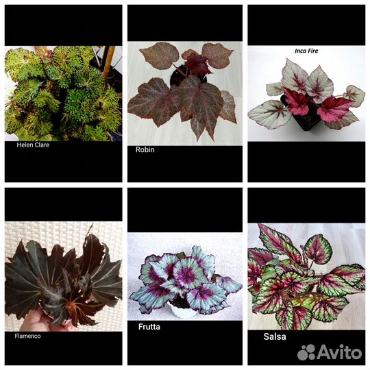 Королевские бегонии