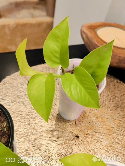 Эпипремнум неон