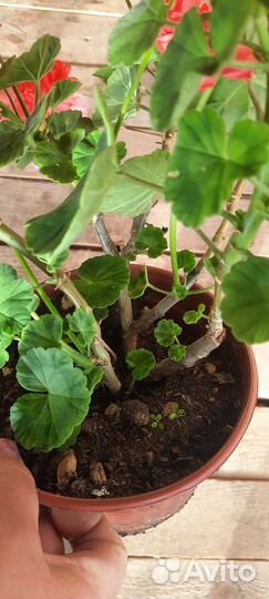Герань пеларгония горшок