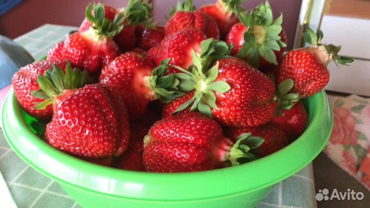 Рассада клубники (сортовая), август 23г