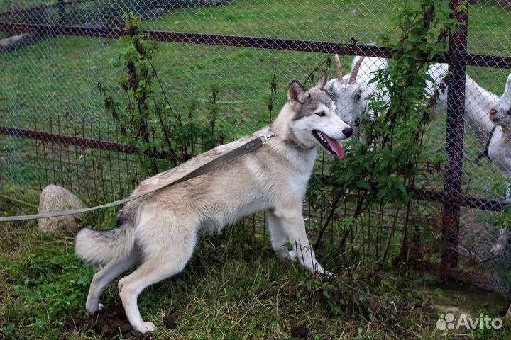 В любящую семью