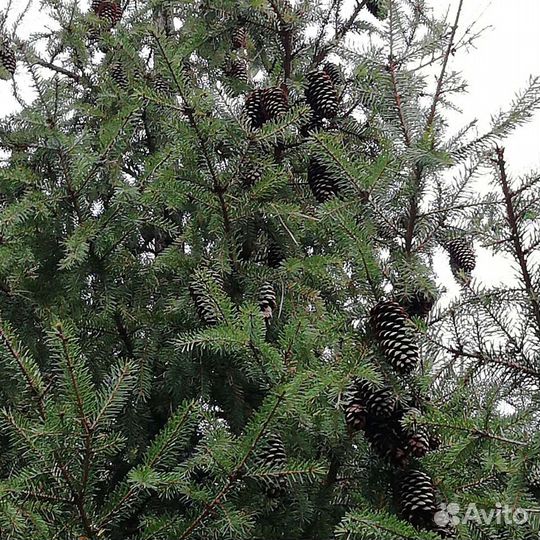 Шишки еловые и сосновые