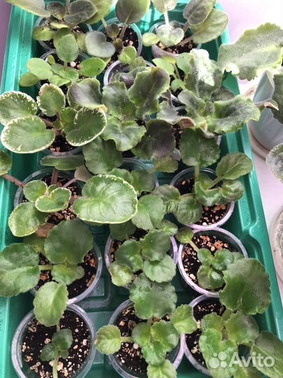 Фиалка детки, стартеры, лсд