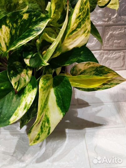 Сциндапсус Эпипремнум