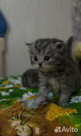 Шотландские котята