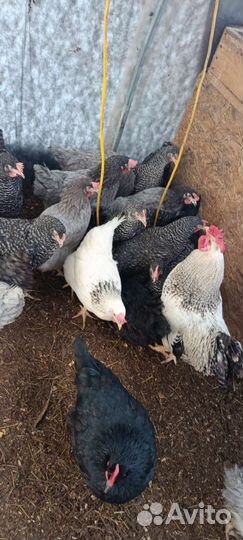 Куры несушки доминант