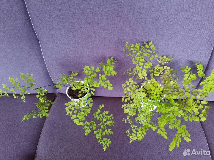 Папоротники комнатные