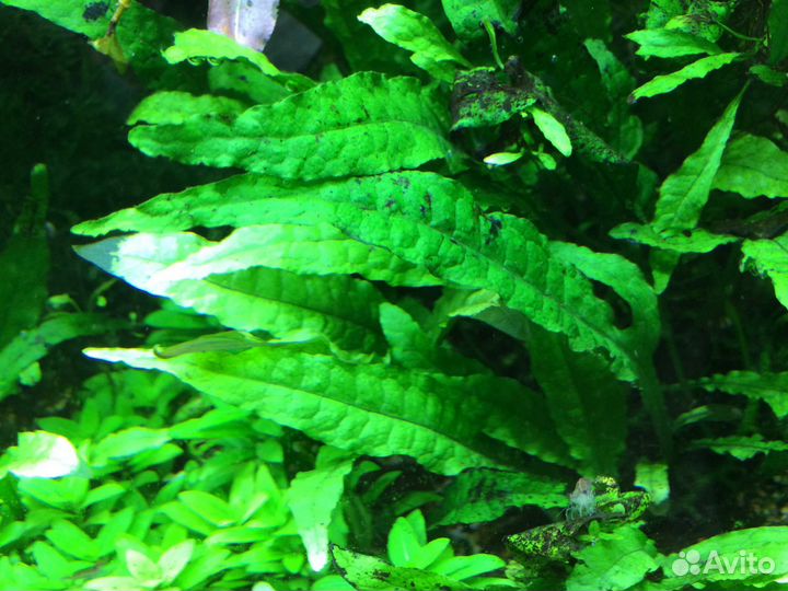 Аквариумные растения в дар