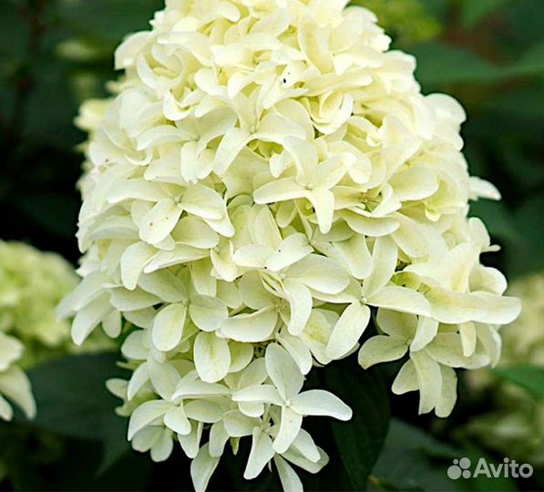 Гортензия метельчатая