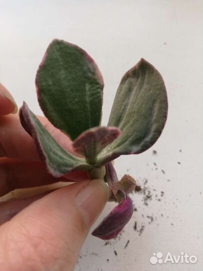 Крассула маруба и триколор