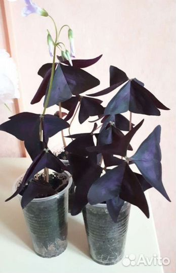 Кислица (оксалис)