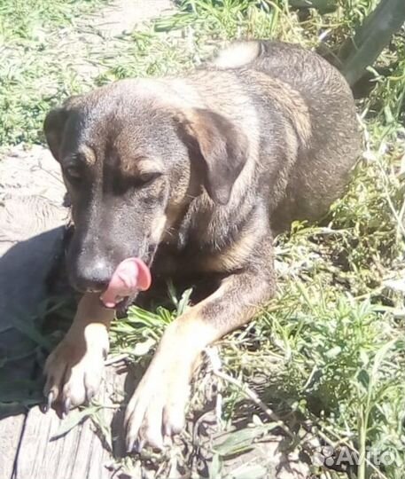 Отдам в хорошие руки щенка средней породы