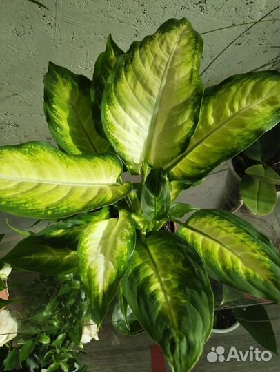 Диффенбахия Компакта и Камилла