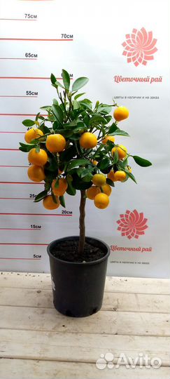 Каламондин цитрус штамбовый