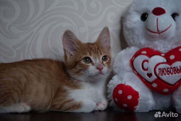 Рыжий котёнок, кошечка, в добрые руки