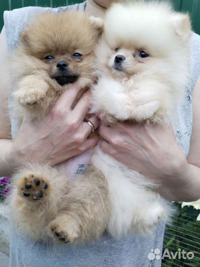 Щенки шпица РКФ