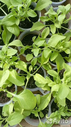 Цветы петунии рассада