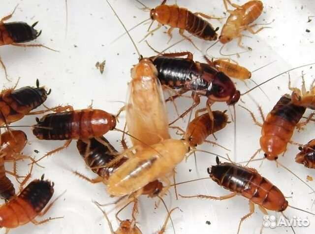 Тараканы кормовые с доставкой по городу