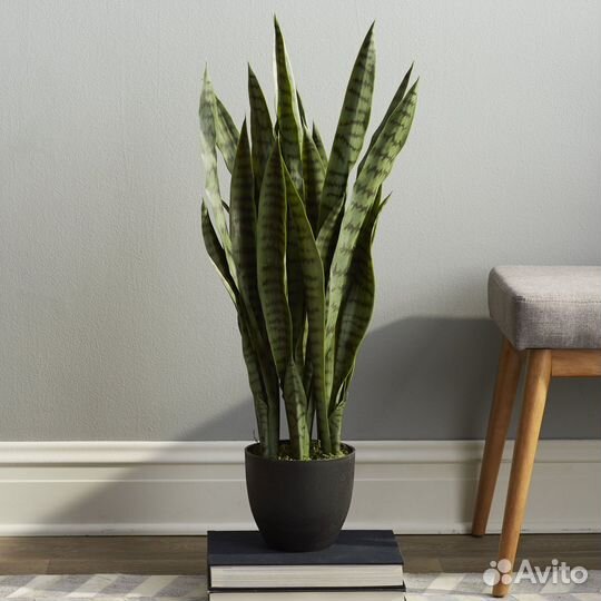 Сансевиерия щучий хвост тещин язык