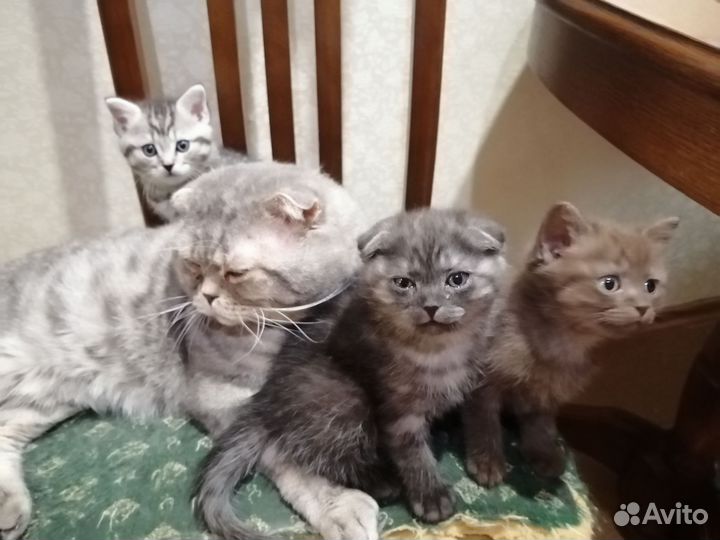Шотландские котята