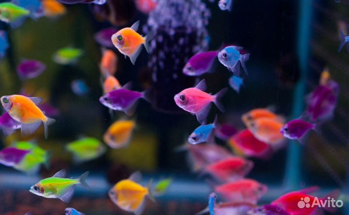 Рыбки GLO