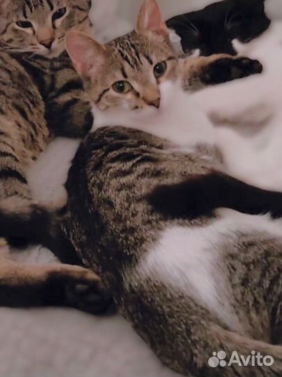 Котёнок Аксинья