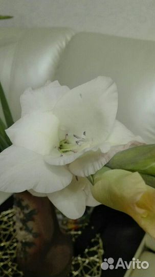 Гладиолусы (луковицы )