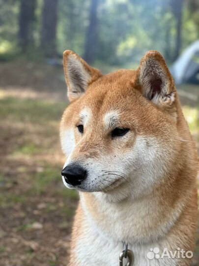 Вязка Сиба-ину