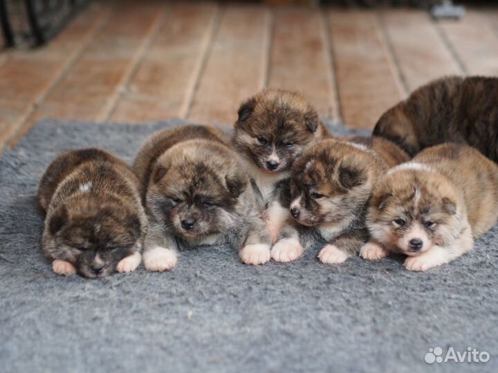 Акита ину щенки для Вас