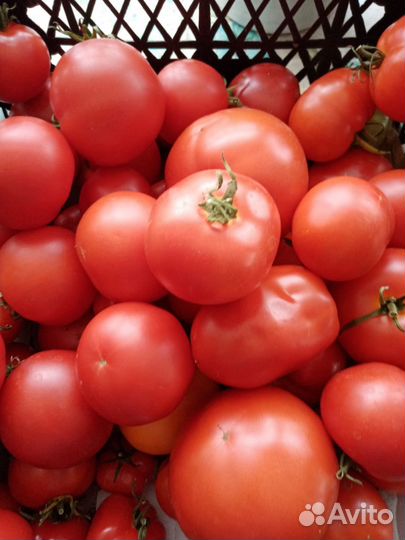 Помидоры свежие домашние