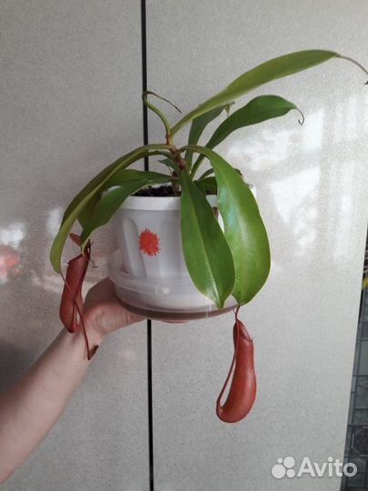 Непентес