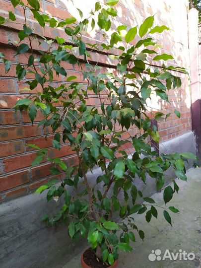 Фикус бенджамина