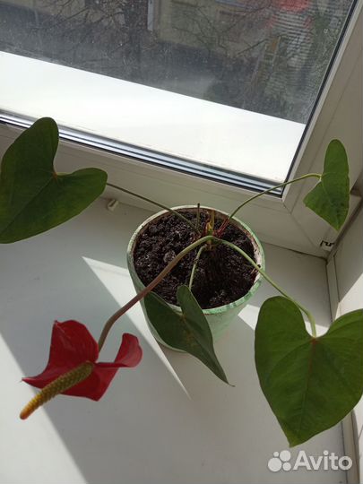 Антуриум.Цветок мужское счастье