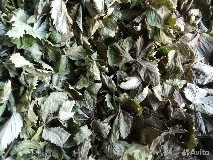 Сушеный лист земляники